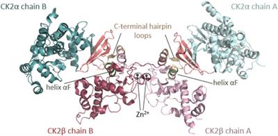 Predictive functional, statistical and structural analysis of CSNK2A1 and CSNK2B variants linked to neurodevelopmental diseases